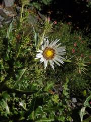 Berkheya cirsiifolia (DC.) Roessler