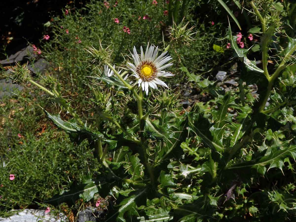 Berkheya cirsiifolia (DC.) Roessler