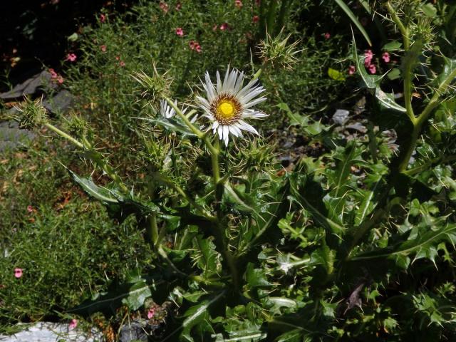 Berkheya cirsiifolia (DC.) Roessler