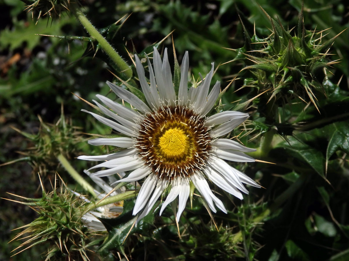 Berkheya cirsiifolia (DC.) Roessler