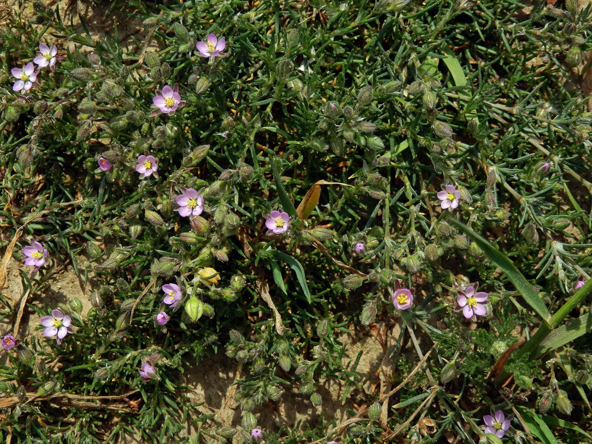 Kuřinka červená (Spergularia rubra (L.) J. Presl et C. Presl)