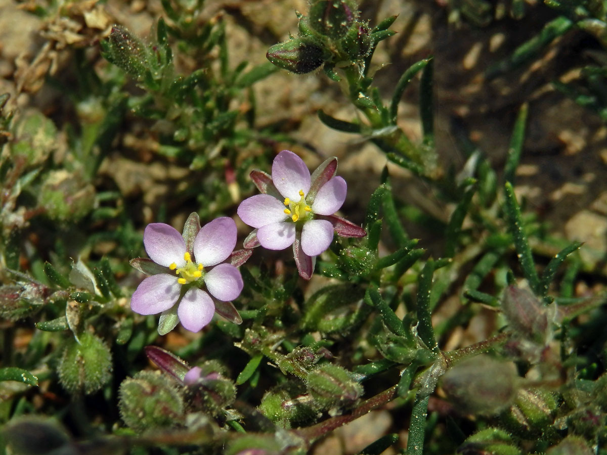 Kuřinka červená (Spergularia rubra (L.) J. Presl et C. Presl)