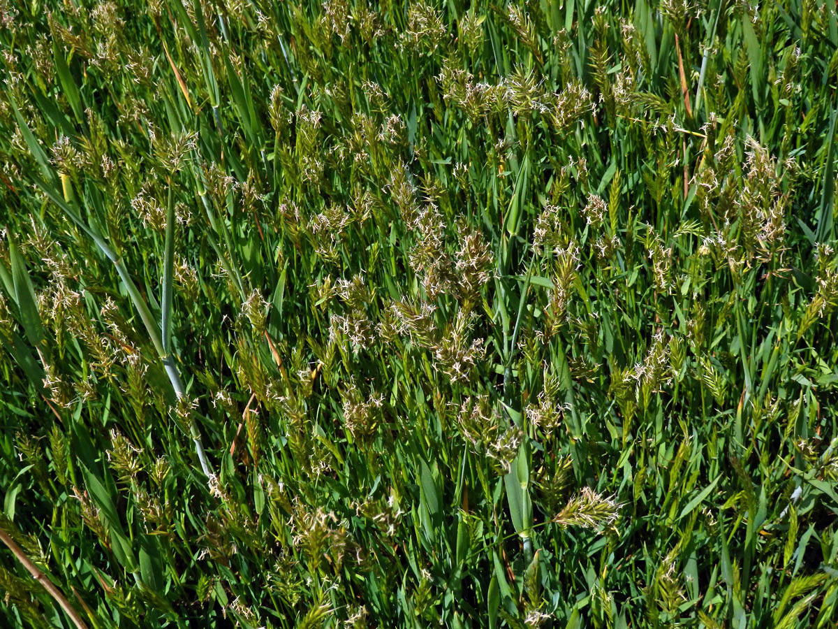 Tomka vonná (Anthoxanthum odoratum L.)