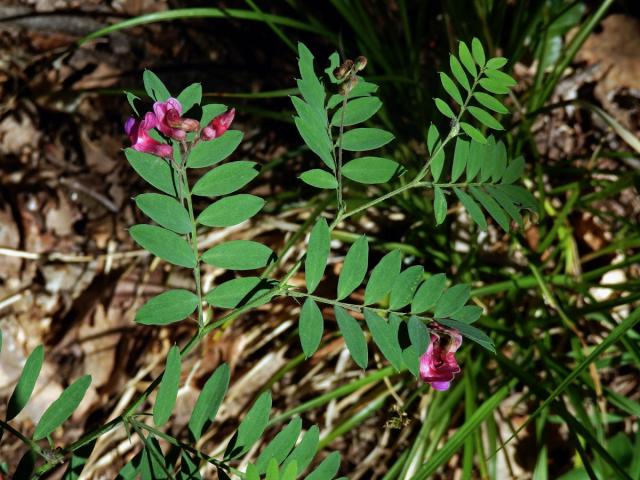 Vikev kašubská (Vicia cassubica L.)