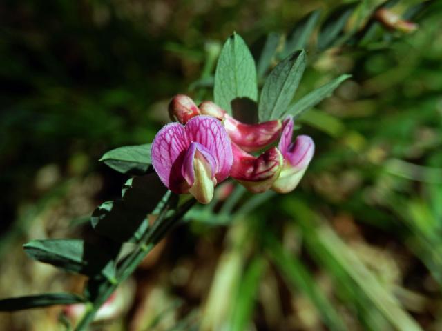 Vikev kašubská (Vicia cassubica L.)