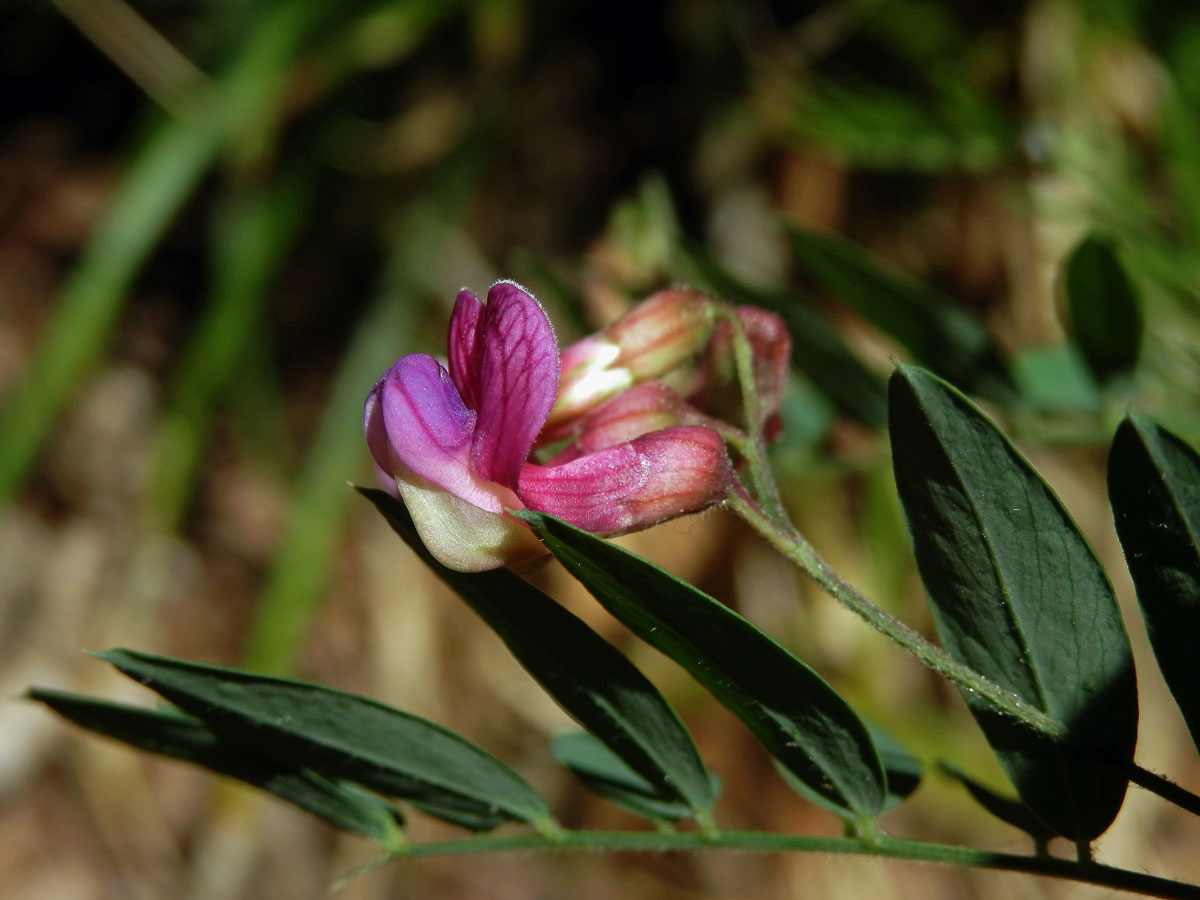 Vikev kašubská (Vicia cassubica L.)