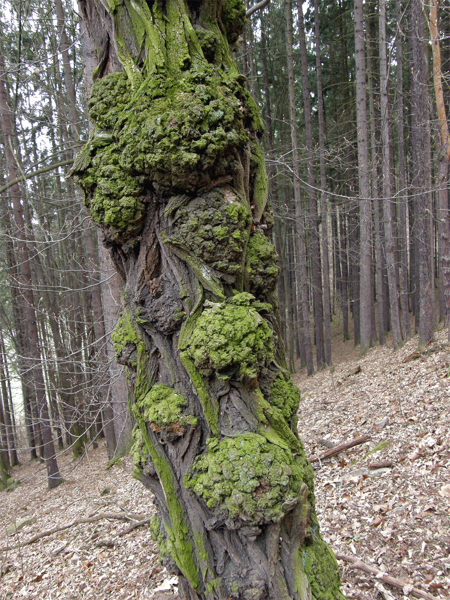 Tumory na akátu (Robinia pseudoacacia L.) (1)