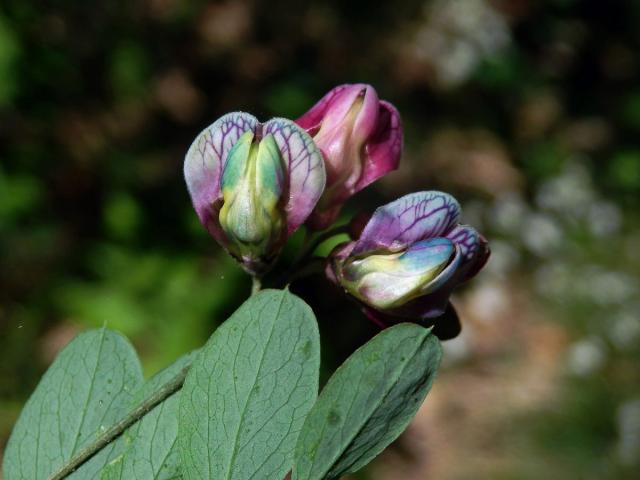 Vikev kašubská (Vicia cassubica L.)