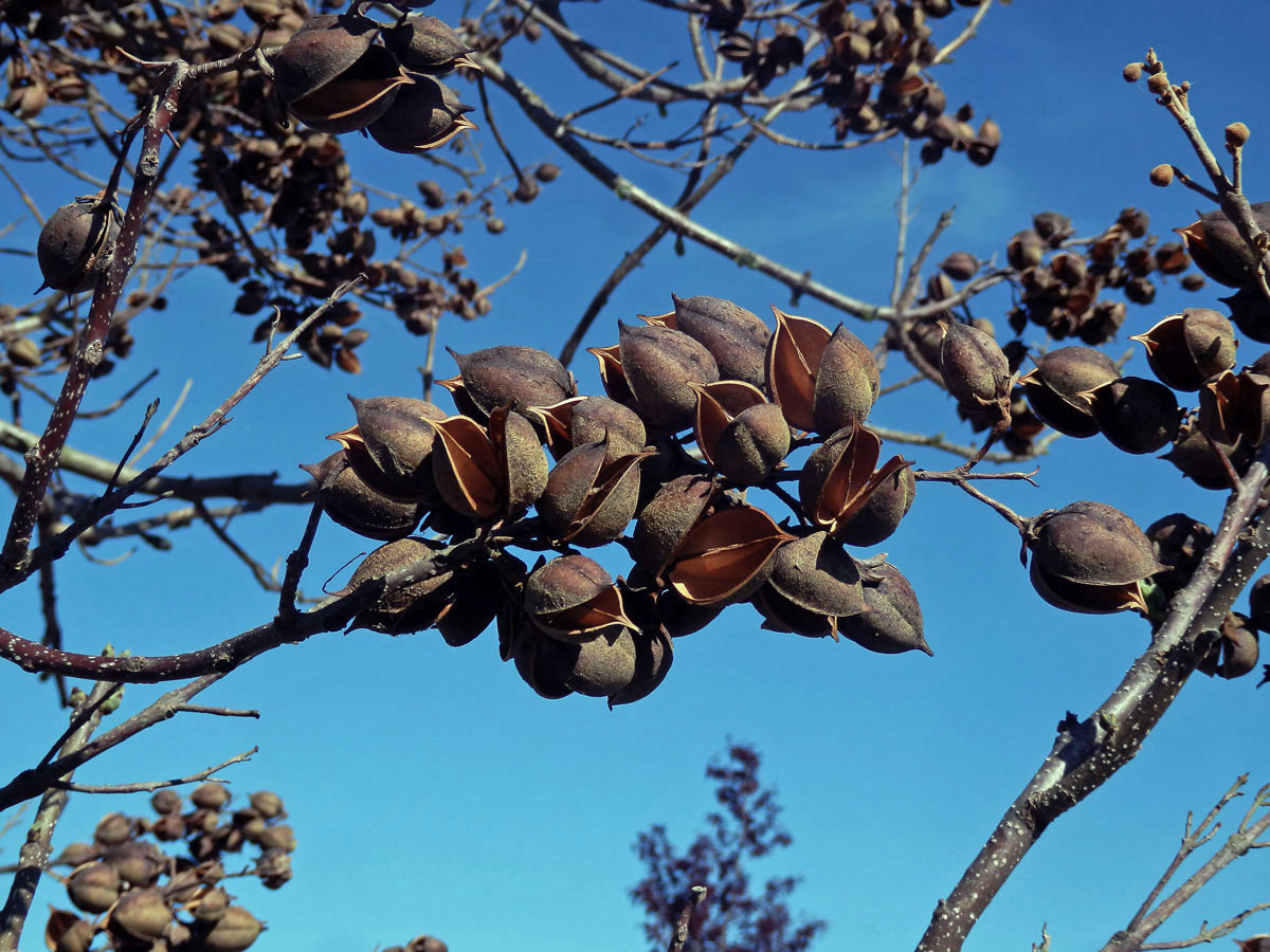 Pavlovnie plstnatá (Paulownia tomentosa (Thunb.) Steud.)