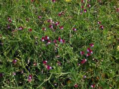 Hrachor popínavý (Lathyrus clymenum L.)