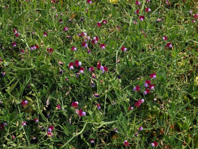 Hrachor popínavý (Lathyrus clymenum L.)