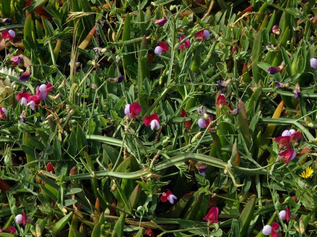 Hrachor popínavý (Lathyrus clymenum L.)