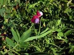 Hrachor popínavý (Lathyrus clymenum L.)