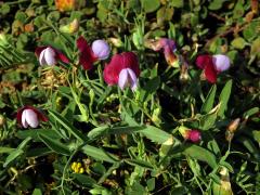 Hrachor popínavý (Lathyrus clymenum L.)