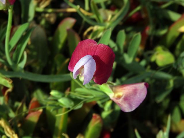 Hrachor popínavý (Lathyrus clymenum L.)