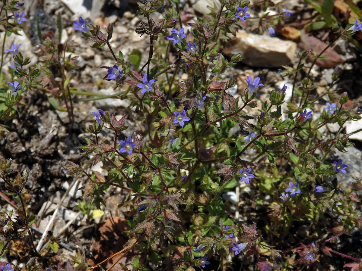 Zvonek (Campanula erinus L.)