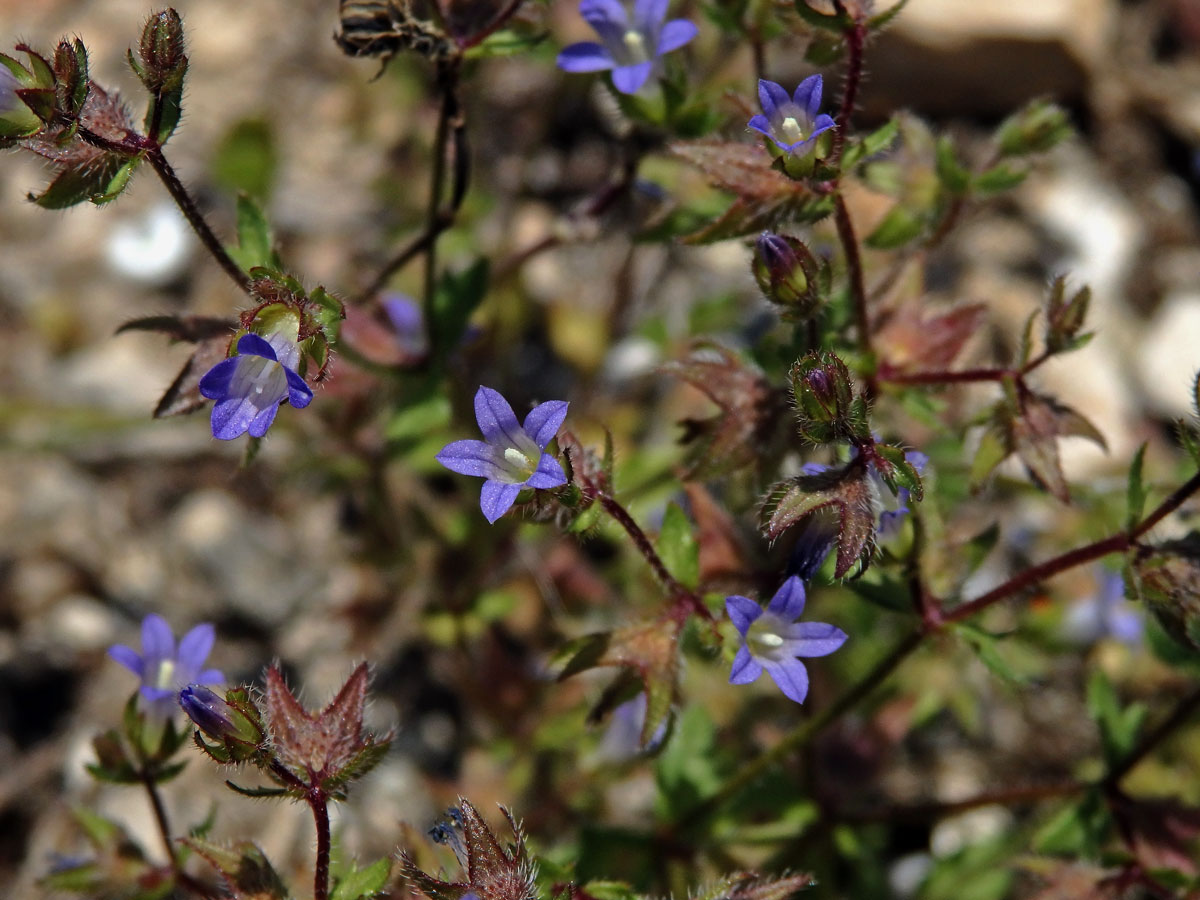 Zvonek (Campanula erinus L.)