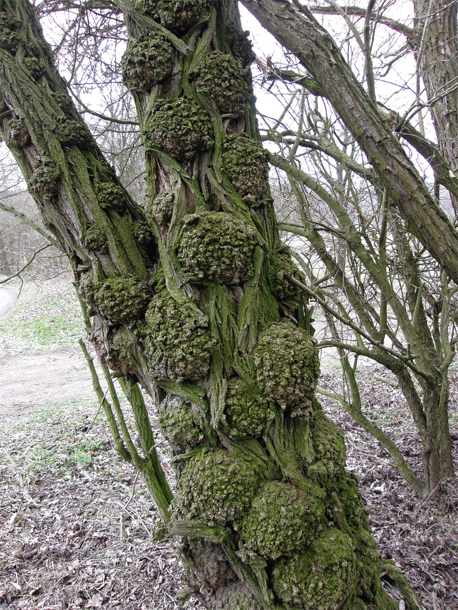 Tumory na akátu (Robinia pseudoacacia L.) (2a)