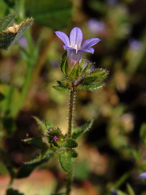 Zvonek (Campanula erinus L.)