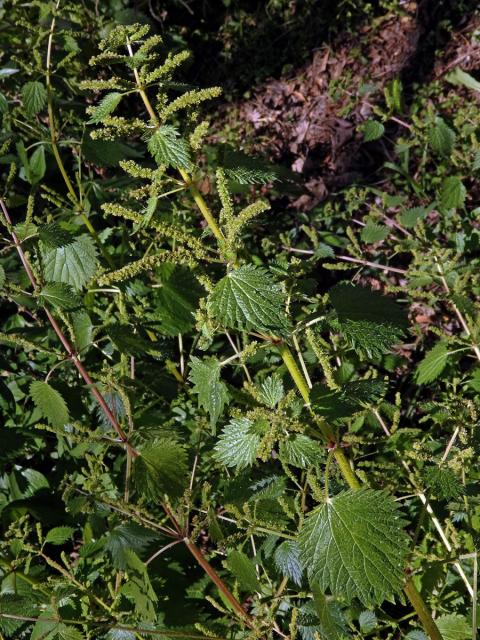 Kopřiva vrtkavá (Urtica dubia Forssk.)