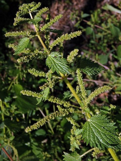 Kopřiva vrtkavá (Urtica dubia Forssk.)