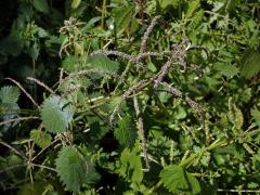 Kopřiva vrtkavá (Urtica dubia Forssk.)