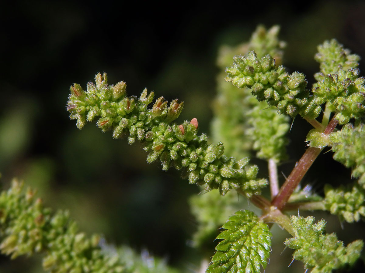 Kopřiva vrtkavá (Urtica dubia Forssk.)