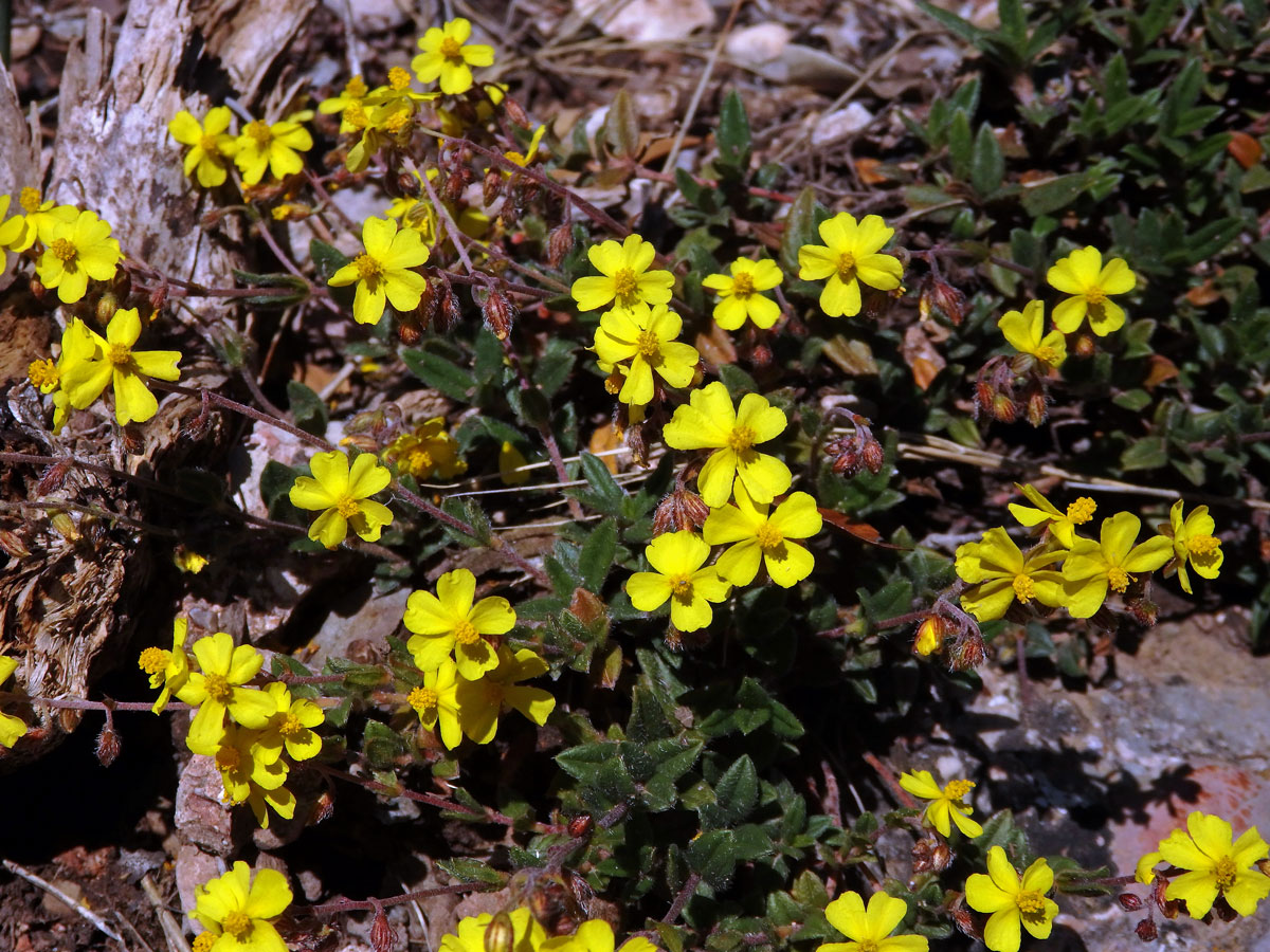 Devaterník penízkovitý (Helianthemum nummularium (L.) Mill.)