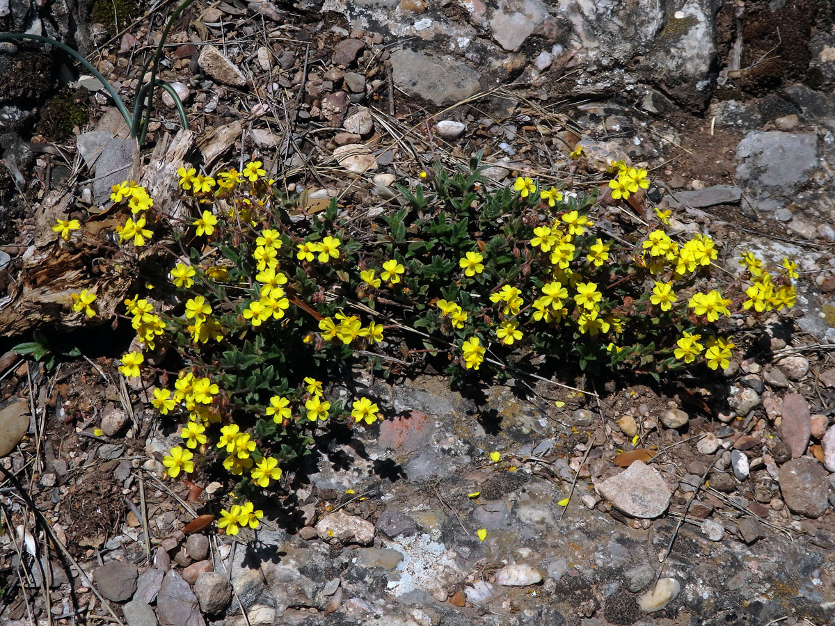 Devaterník penízkovitý (Helianthemum nummularium (L.) Mill.)