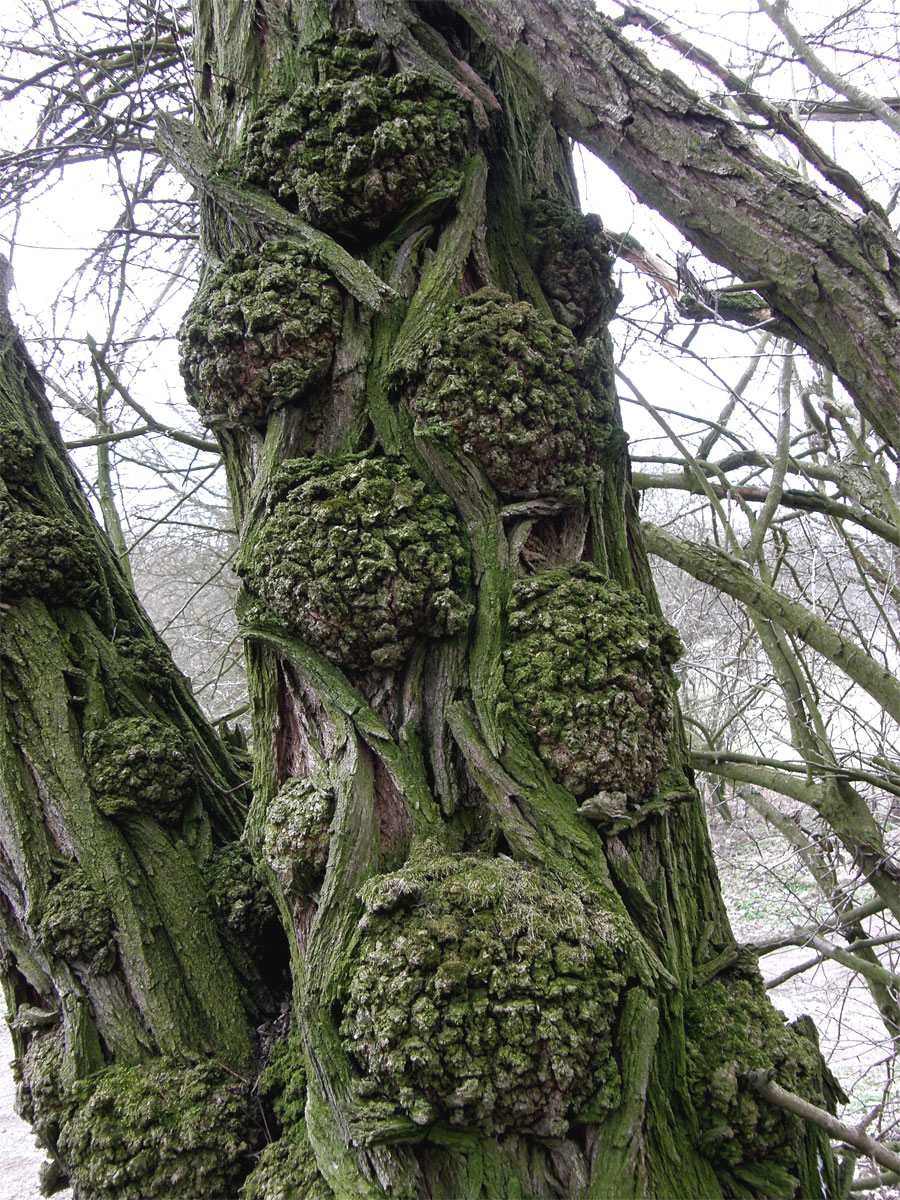 Tumory na akátu (Robinia pseudoacacia L.) (2b)