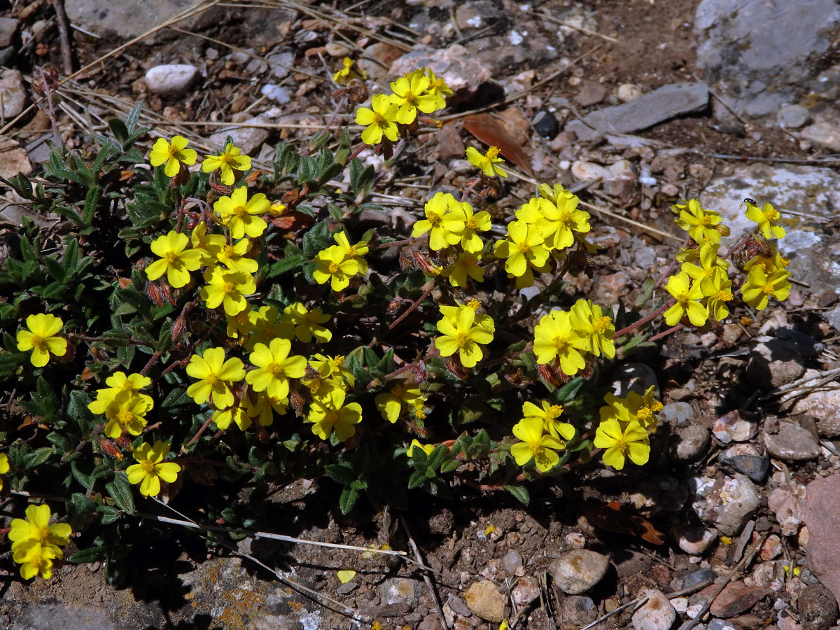 Devaterník penízkovitý (Helianthemum nummularium (L.) Mill.)