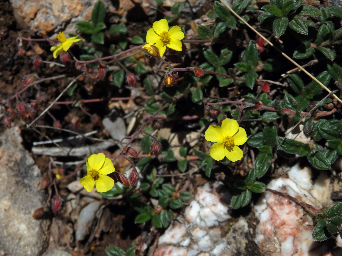 Devaterník penízkovitý (Helianthemum nummularium (L.) Mill.)