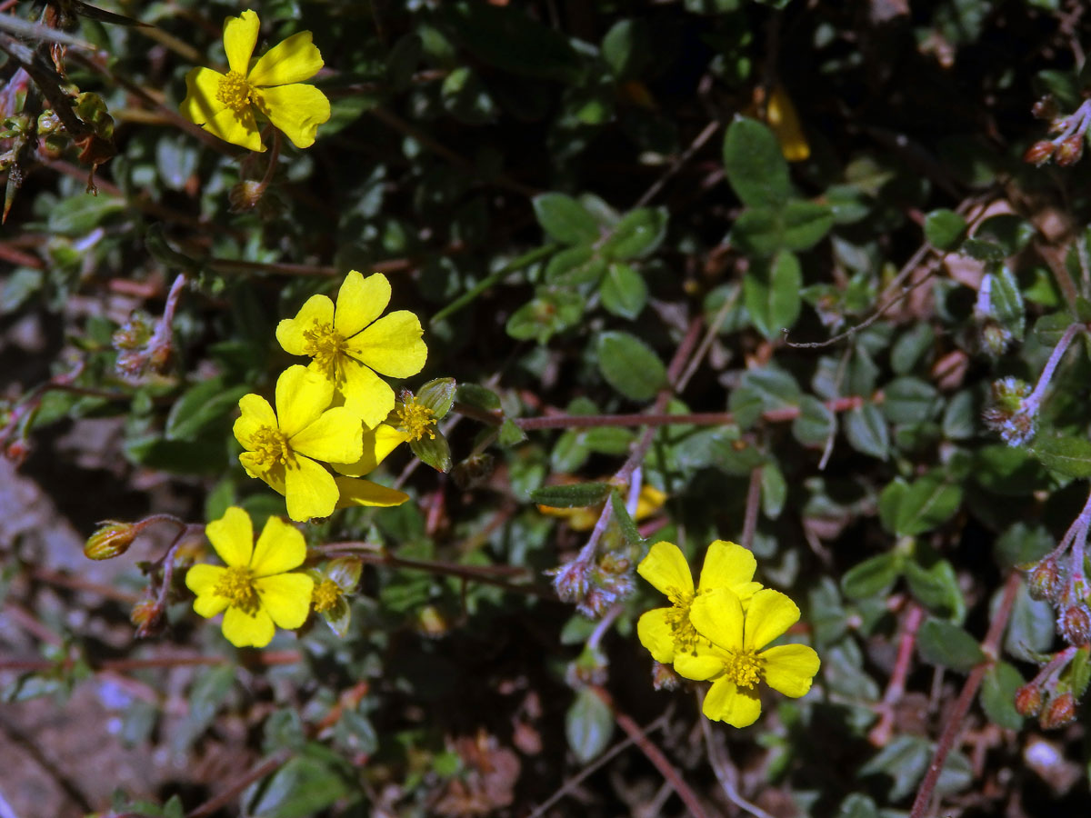 Devaterník penízkovitý (Helianthemum nummularium (L.) Mill.)