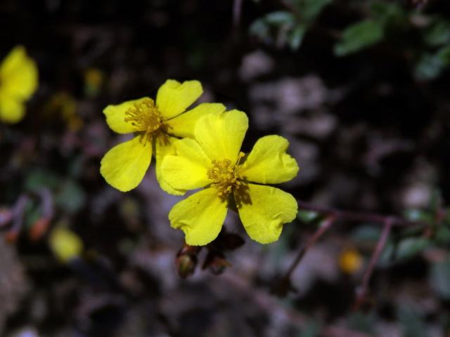 Devaterník penízkovitý (Helianthemum nummularium (L.) Mill.)