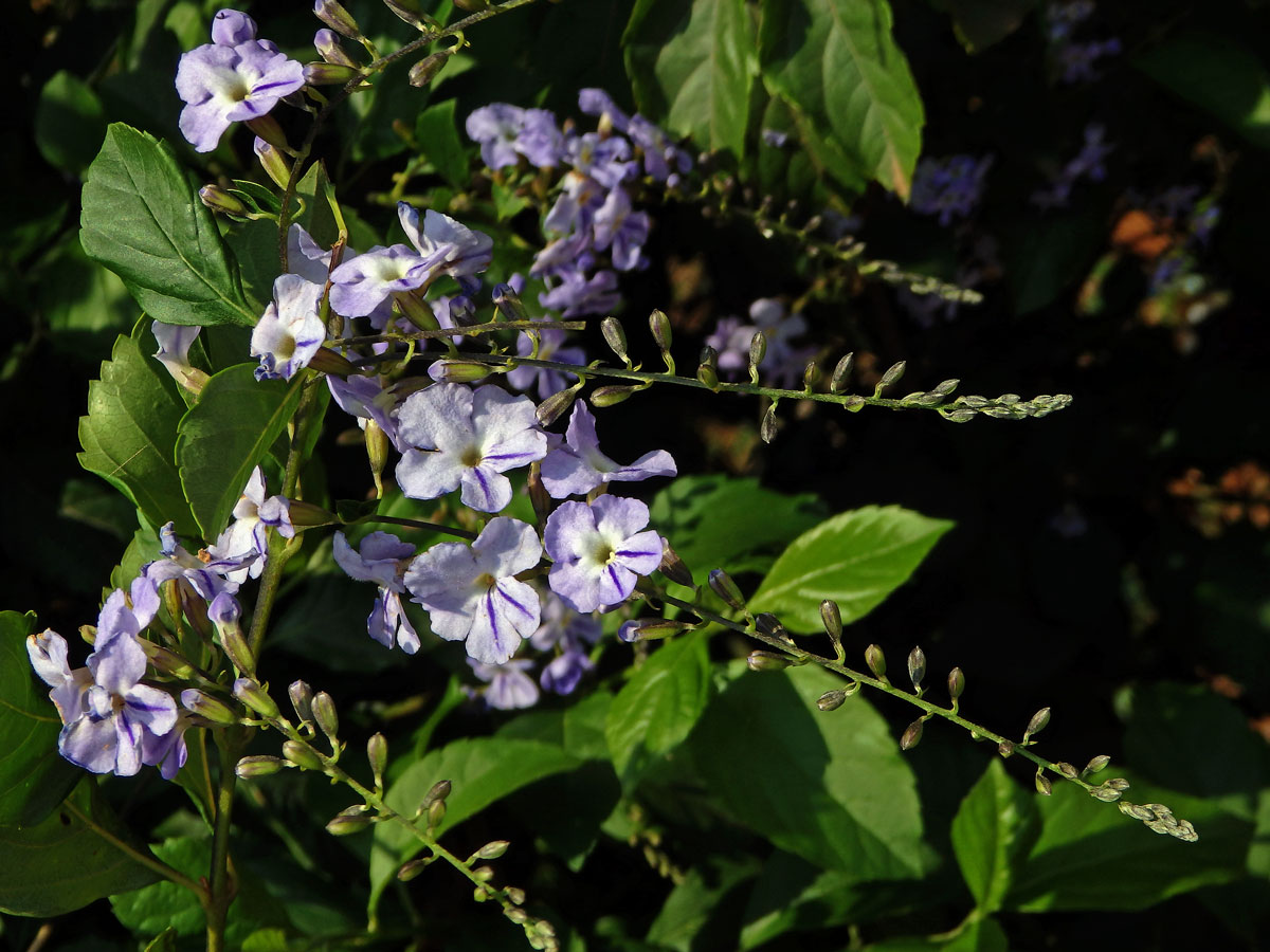 Duranta vzpřímená (Duranta erecta L.)