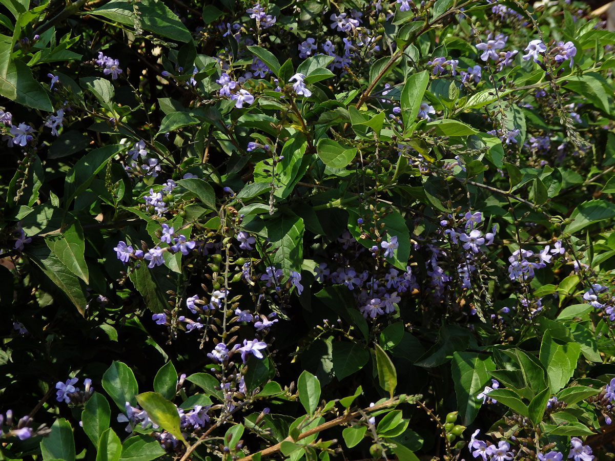 Duranta vzpřímená (Duranta erecta L.)