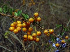 Duranta vzpřímená (Duranta erecta L.)