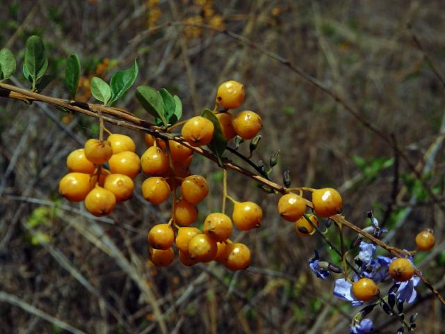 Duranta vzpřímená (Duranta erecta L.)