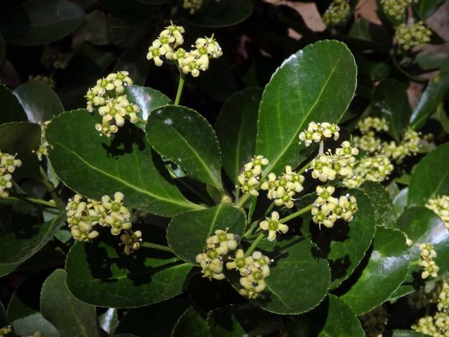 Brslen japonský (Euonymus japonicus Thunb.)