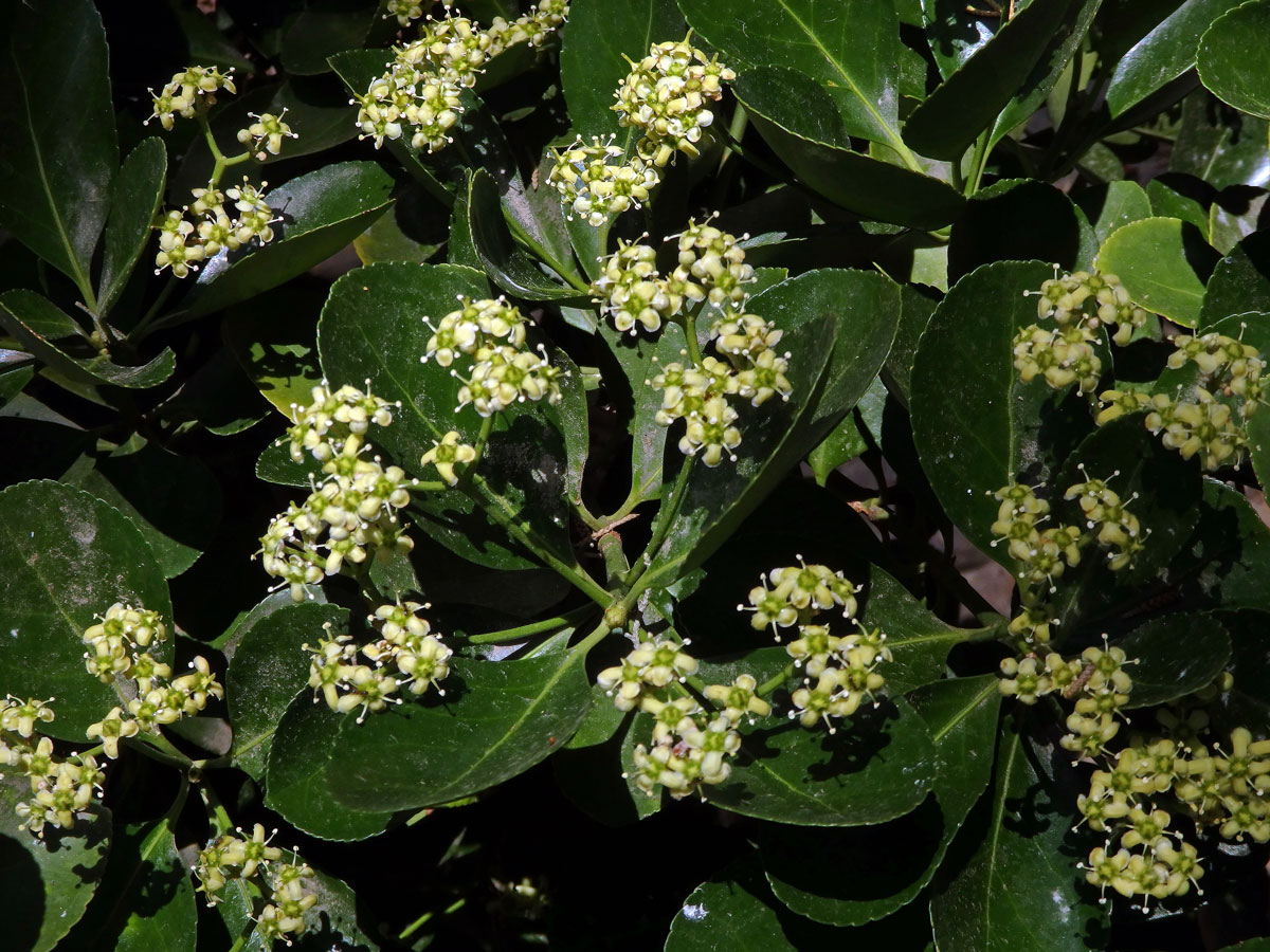 Brslen japonský (Euonymus japonicus Thunb.)