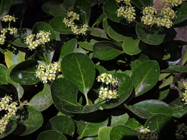 Brslen japonský (Euonymus japonicus Thunb.)