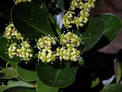 Brslen japonský (Euonymus japonicus Thunb.)