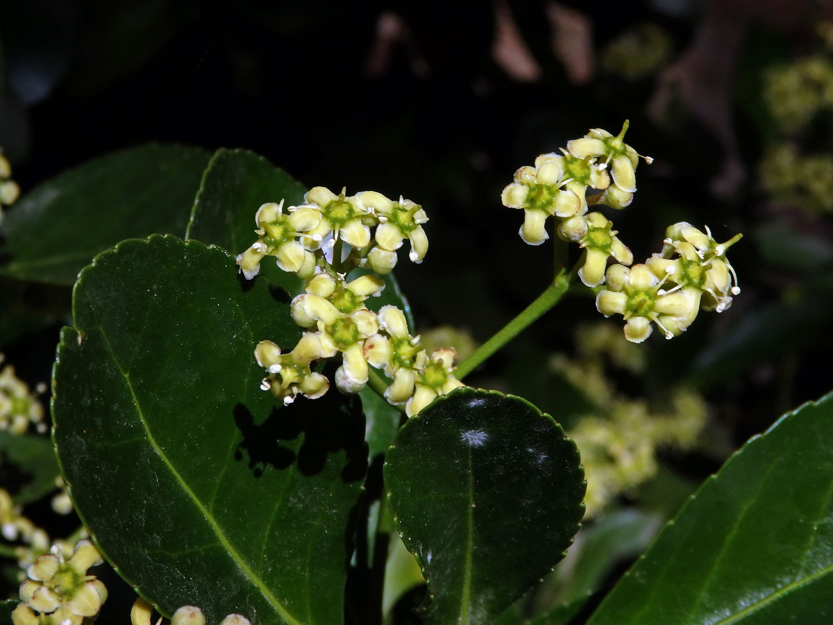 Brslen japonský (Euonymus japonicus Thunb.)