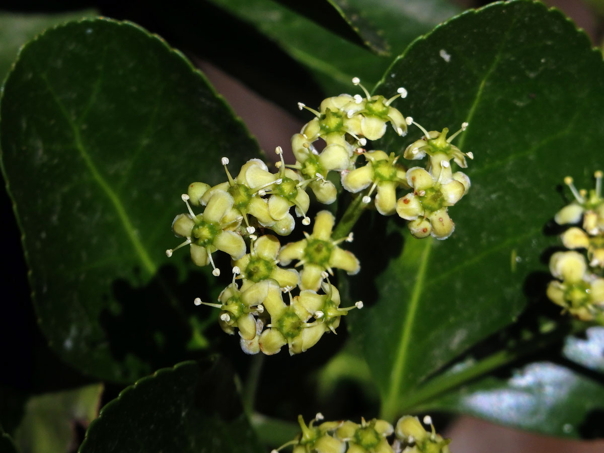 Brslen japonský (Euonymus japonicus Thunb.)