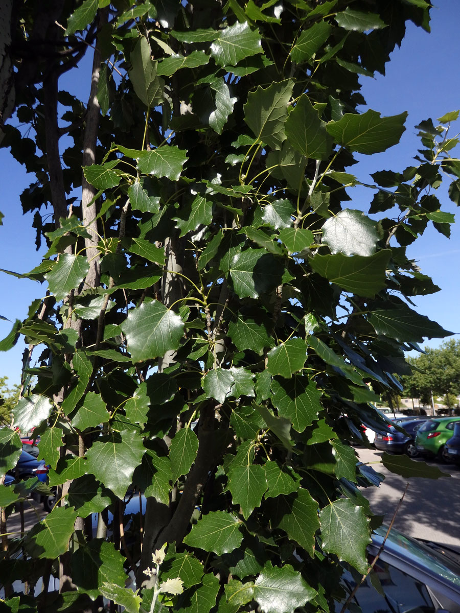 Topol hrubozubý (Populus grandidentata Michx.)