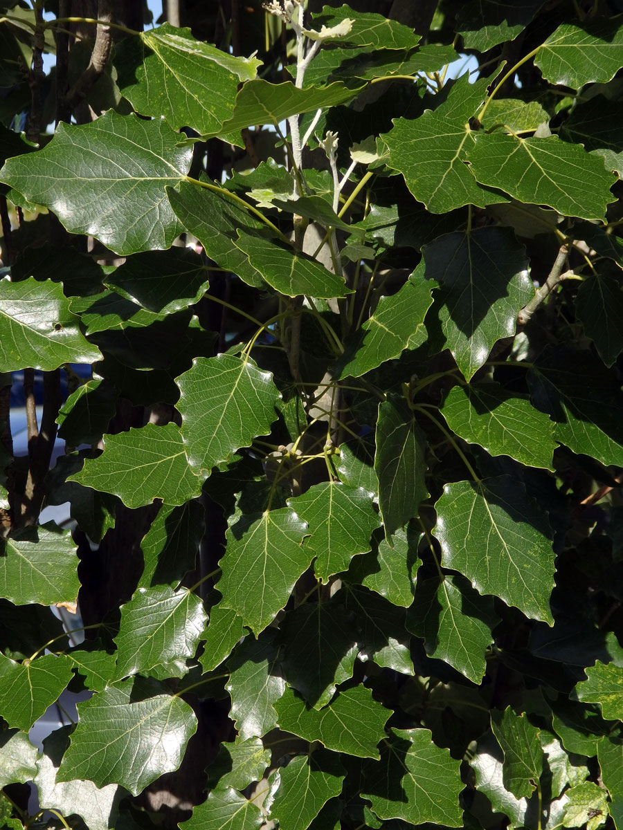 Topol hrubozubý (Populus grandidentata Michx.)