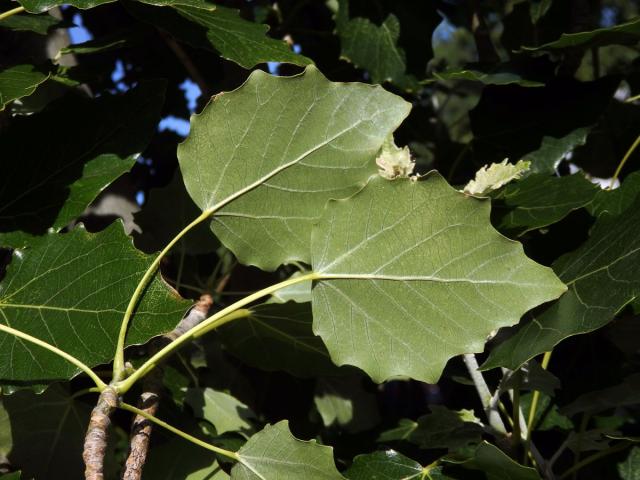 Topol hrubozubý (Populus grandidentata Michx.)