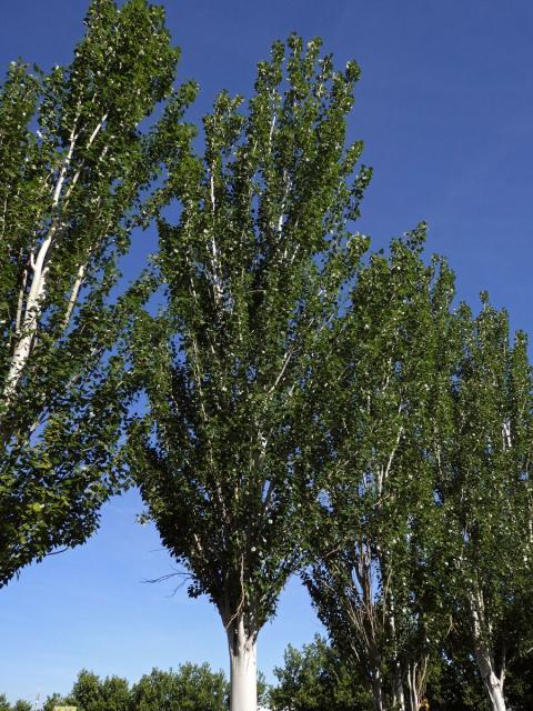 Topol hrubozubý (Populus grandidentata Michx.)