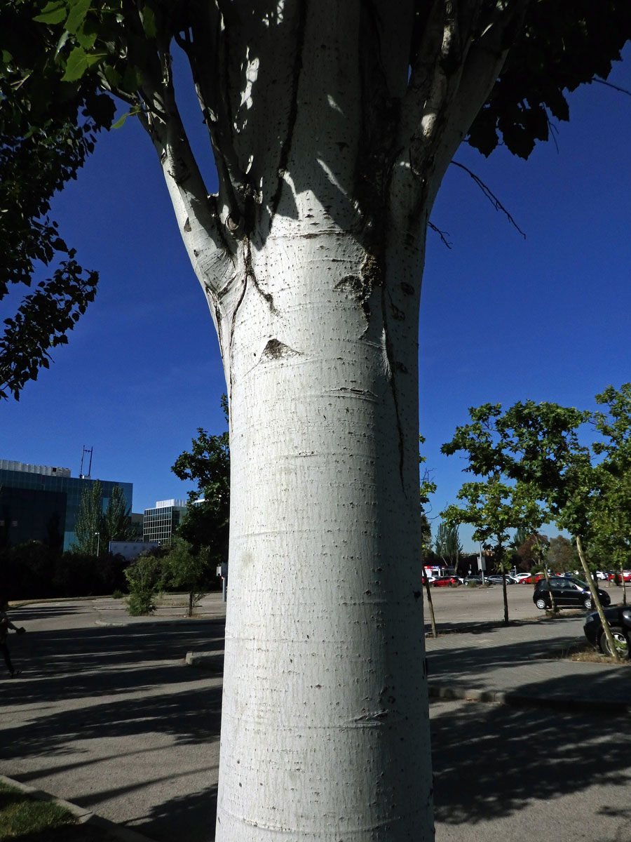 Topol hrubozubý (Populus grandidentata Michx.)