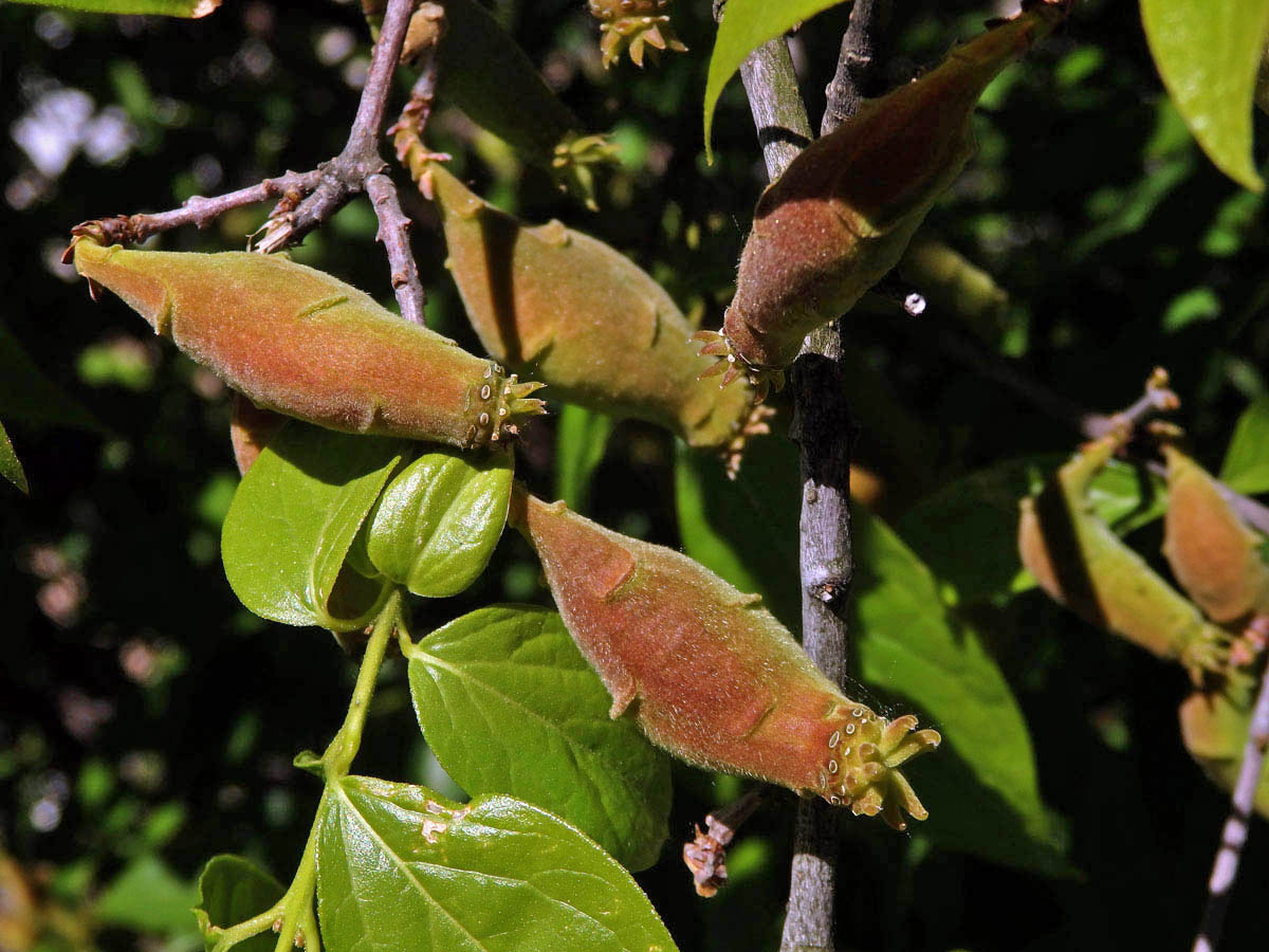 Zimnokvět časný (Chimonanthus praecox (L.) Link)